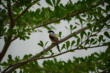 The Long-tailed Shrike (Lanius schach) is a species of bird belonging to the shrike family, Laniidae. It is known for its distinctive long tail and striking plumage, which typically includes a combina