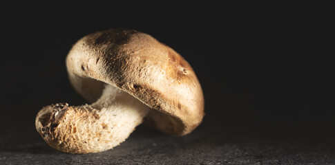 Shiitake mushrooms on a black background