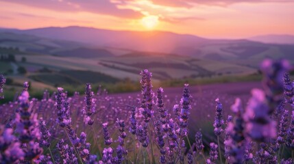 Fototapeta premium Lush lavender fields stretching to the horizon, intense purple flowers in focus, rolling hills in the background under a pastel sunset sky