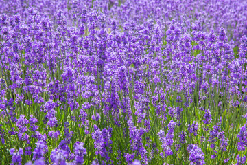 Lavender Field in Xinjiang, China. Lavender in Lavender Farm on a sunny day. Shot in xinjiang, China.