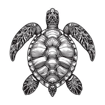 recommend clip art: line art of sea turtle top view vector