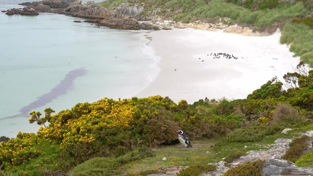 Gypsy Cove Falkland Islands Magellanic Penguin In Grass, Group on Beach on Shore in Background