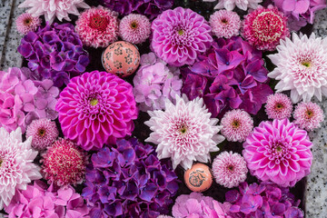 川越八幡宮の紫陽花（あじさい） SAITAMA JAPAN KAWAGOE