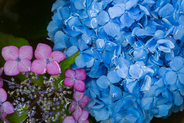 川越八幡宮の紫陽花（あじさい） SAITAMA JAPAN KAWAGOE