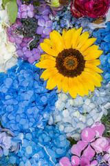 川越八幡宮の紫陽花（あじさい） SAITAMA JAPAN KAWAGOE