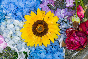 川越八幡宮の紫陽花（あじさい） SAITAMA JAPAN KAWAGOE