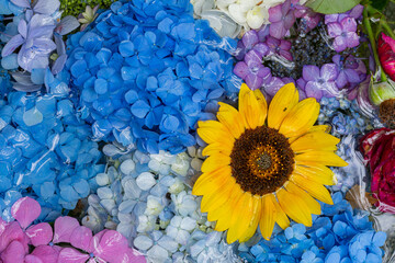 川越八幡宮の紫陽花（あじさい） SAITAMA JAPAN KAWAGOE