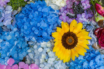 川越八幡宮の紫陽花（あじさい） SAITAMA JAPAN KAWAGOE