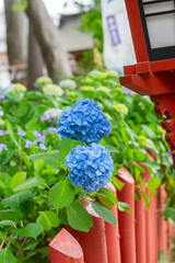 川越八幡宮の紫陽花（あじさい） SAITAMA JAPAN KAWAGOE