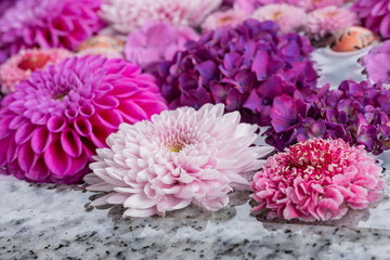 川越八幡宮の紫陽花（あじさい） SAITAMA JAPAN KAWAGOE