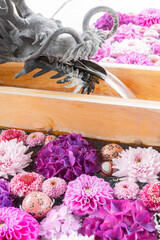 川越八幡宮の紫陽花（あじさい） SAITAMA JAPAN KAWAGOE