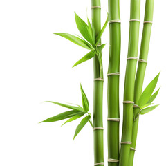 Fototapeta premium Close-up of vibrant green bamboo stalks . Perfect for nature, plant, and tropical-themed designs., transparent background, PNG, white background
