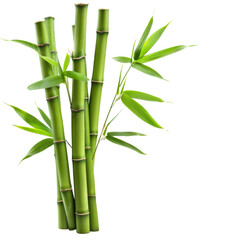 Green bamboo stalks with leaves , symbolizing growth, nature, and tranquility in a minimalist composition., transparent background, PNG, white background