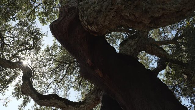Beautiful and crooked cork oak tree used for the production of traditional cork for wine bottles in the Alentejo region of Portugal.