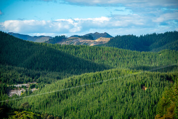 Radiata Pine Plantation - New Zealand