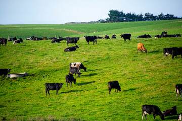 Cattle Pasture in Southland Region - New Zealand