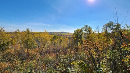 Fototapeta premium autumn in the forest