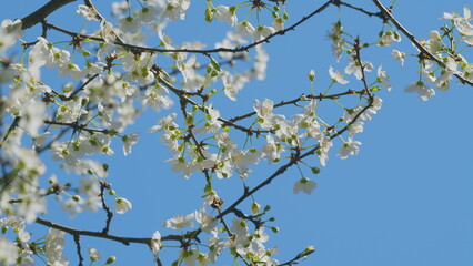 Insect honey bee pollinates. Blooming Branch. White Flowering Cherry Blossoms. Branch Of Tree With Small White Flowers In Bloom.