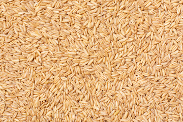 Oat rice pattern texture for background. Top view, flat lay.