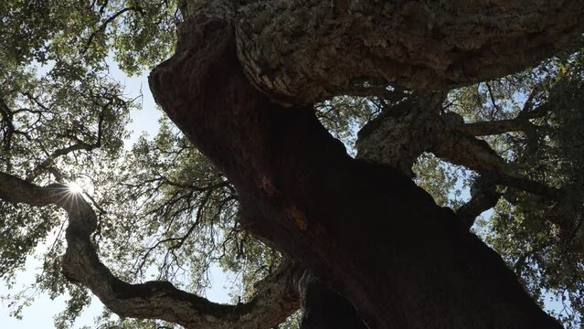 Beautiful and crooked cork oak tree used for the production of traditional cork for wine bottles in the Alentejo region of Portugal.