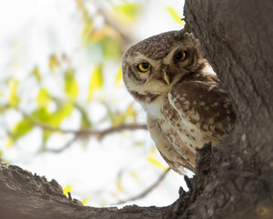 An owl perched on a tree branch, partially hidden among the leaves