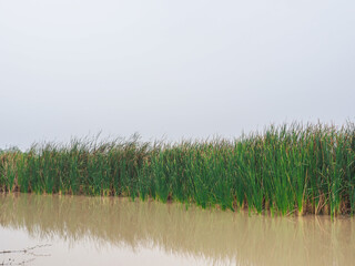 Lesser Reedmace, green in the swamp