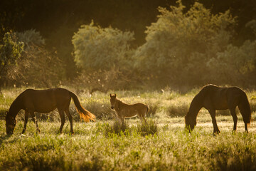 Beautiful wilde horses in nice backlight form sunset