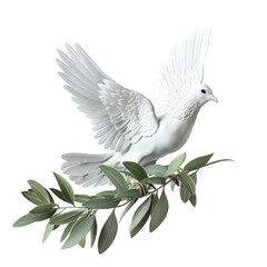 Fototapeta premium 3d Christian dove with an olive branch isolated on the white background