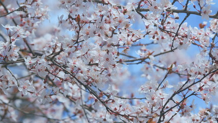 Cherry Blossoms On Branches In Spring Morning. Blooming Red Leaf Plum. Flowering Blood Plum.