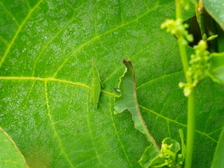 葉に乗るショウリョウバッタの幼虫