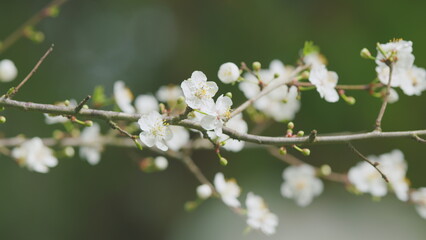 Branches Of Fruit Trees With Blossom White Flowers. Branch Of A Purple Leaf Plum Tree.