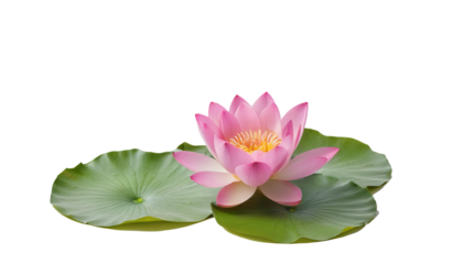 Delicate Pink Lotus Flower Floating on Water