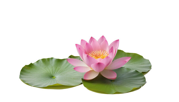 Delicate Pink Lotus Flower Floating on Water