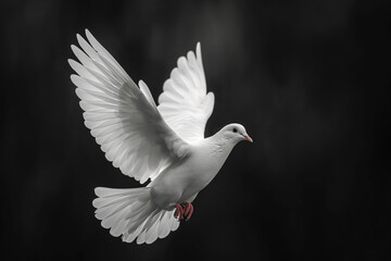 Fototapeta premium striking image of a white dove in flight, set against a black background. The dove's wings are spread wide, showcasing its feathers in detail. The contrast highlights the purity and grace of the bird