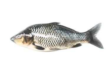 raw goldfish isolated on white background