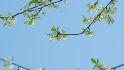 Prunus Avium. Blooming White Cherry Flowers Of Sweet Cherry. White Oriental Cherry. Close up.