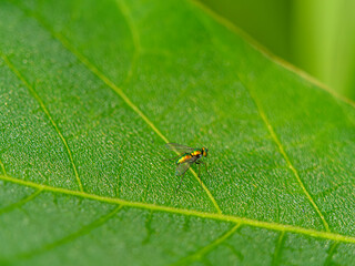 葉の上に乗るアシナガキンバエ