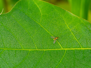 葉の上に乗るアシナガキンバエ