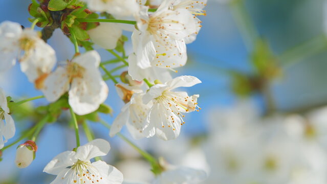 Flowering In Garden Prunus Avium Tree With White Little Blossoms. Sweet Cherry. Close up.
