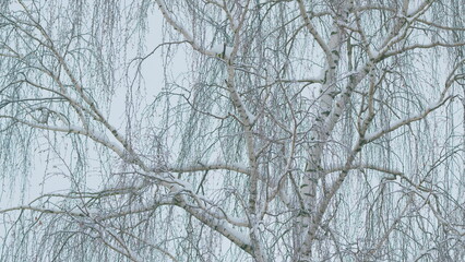 Background Of A Large Number Of Branches And Snow. Tree Leaves Covered With Snow.