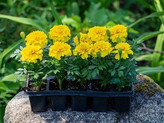 Tagetes patula or the French marigold seedlings. Yellow marigold flowers in plastic pots. Flower seedlings in a container ready for planting. Flower plants bought in the store. Garden flowering plant	