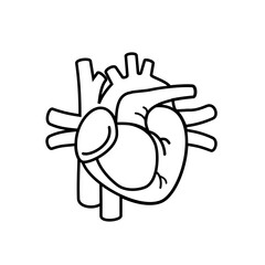The heart is an important internal organ used to pump blood.vector.
