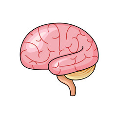 The brain is an important internal organ used to remember and control the body.vector