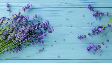 Fresh lavender flowers and bunch on blue wooden table