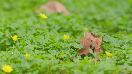 Obraz premium Spring Yellow Flowers - Ficaria Verna. Pilewort Or Ranunculus Ficaria Yellow Spring Flowers.