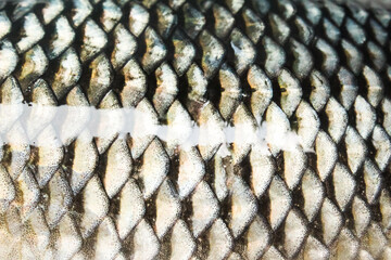 texture of freshwater fish scales © Insan