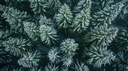 Top view of dark green forest landscape in winter Aerial natural scene of pine trees Countryside walkway gutters have a pine pattern on top. Adventure travel concept