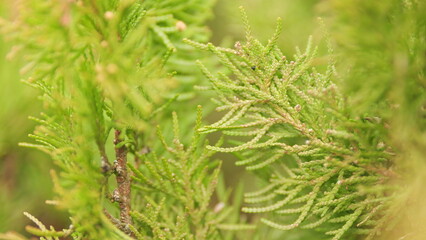 Green Branch Of The Thuja Sways. Beautiful Green Leaves Of Thuja Occidentalis Tree.