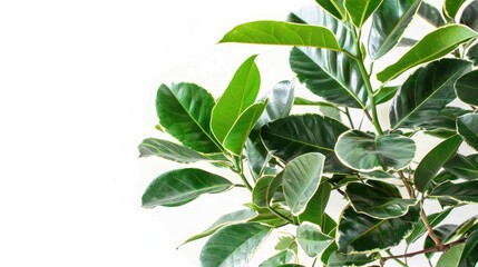 Ficus benjamin with fresh leaves on white background and green leaves