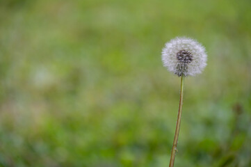 Dandelion head